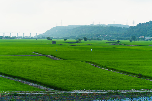 Taichung Waipu-Wangyou Valley, the rice fields under the sunset are particularly beautiful.