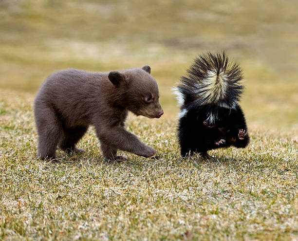 curioso negro bear (ursus americanus) y mofeta rayada - mofeta fotografías e imágenes de stock