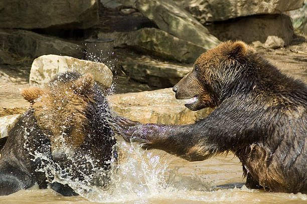 Bears at play #3 stock photo