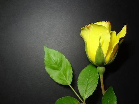 Yellow rose isolated on black background