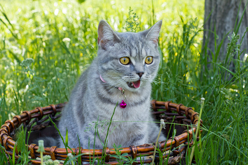 Cat in the garden