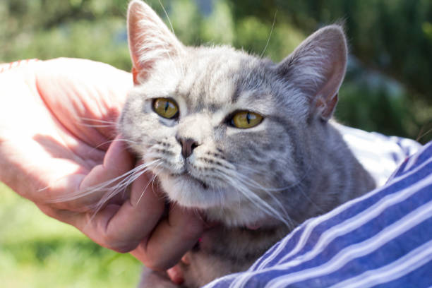 istock Cat in the garden 1398672648