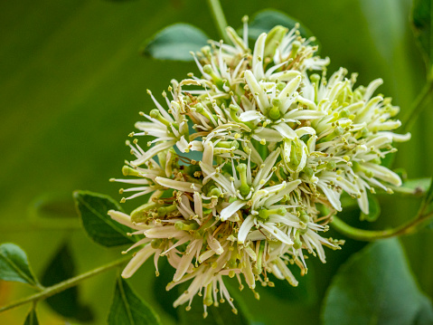 Close up of flowers of curry-leaf tree, Murraya koenigii.