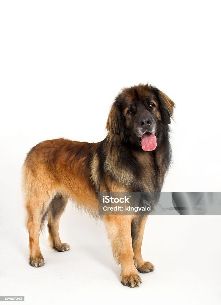 Leonberger - Royalty-free Cumprimentar Foto de stock