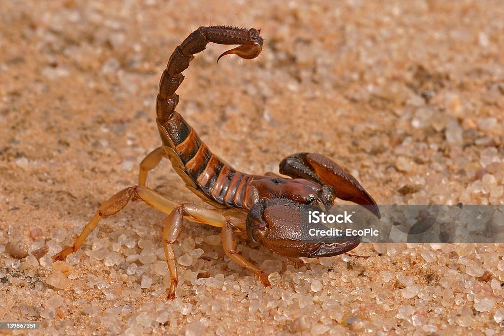 Aggressive scorpion Aggressive scorpion (Opistophthalmus carinatus)  in defensive position, Kalahari desert, South Africa Scorpion Stock Photo