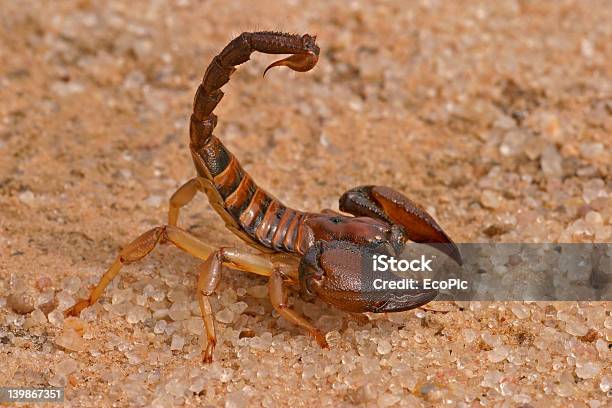 Aggressive Scorpion Stock Photo - Download Image Now - Scorpion, Desert Area, Africa