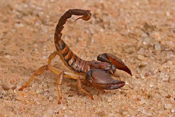 Aggressive scorpion (Opistophthalmus carinatus)  in defensive position, Kalahari desert, South Africa