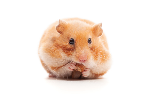 Hamster standing up in front of a white background.