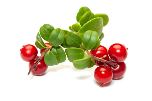 흰색 배경에 녹색 잎이있는 유기농 여우 베리 - bearberry 뉴스 사진 이미지