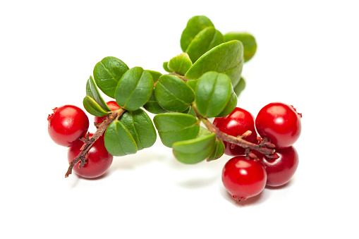 Organic foxberry with green leaves on white background