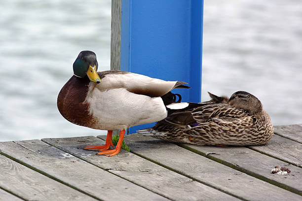 Pato serie-Love Ducks 2 - foto de stock