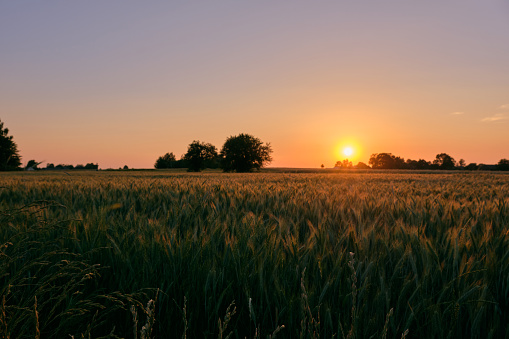 Late spring sunset with rye field in foreground, Podlasie Region, Poland, Europe