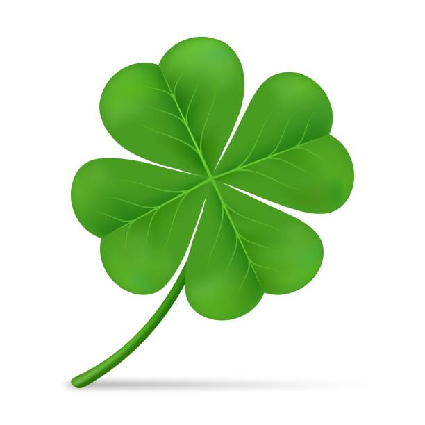 Lucky shamrock grass Lucky shamrock grass. Isolated four leaves luck clover, 4-leaf clovers flower, green ireland shammrock floral symbol vector illustration clover leaf stock illustrations