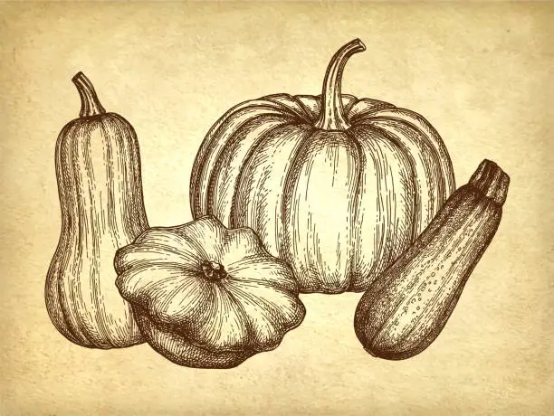 Vector illustration of Squash and pumpkin set.