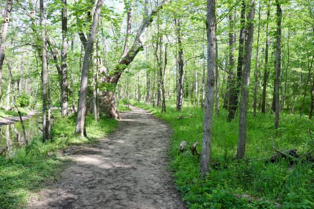 istock Hiking Trail in the Forest 1398676366