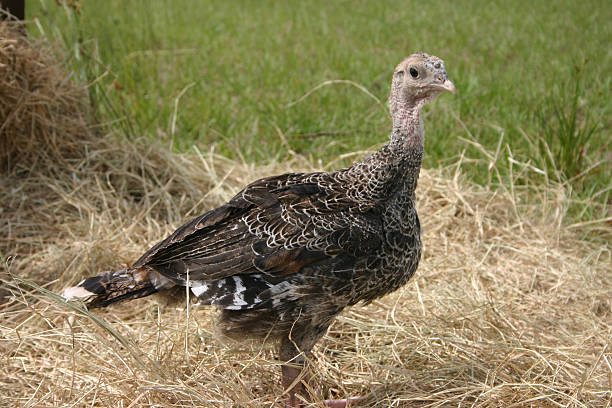 Turkey on Hay stock photo