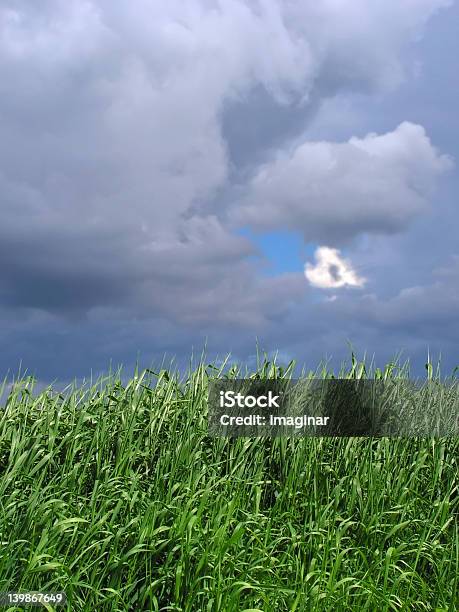 Grama E O Céuespecial Luz De Tempestade - Fotografias de stock e mais imagens de Anoitecer - Anoitecer, Azul, Botânica - Ciência de plantas