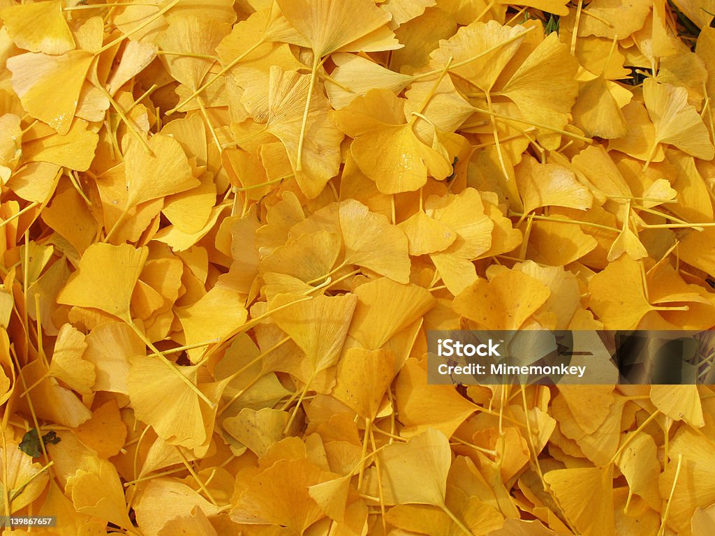 Ginko Blätter - Lizenzfrei Baum Stock-Foto