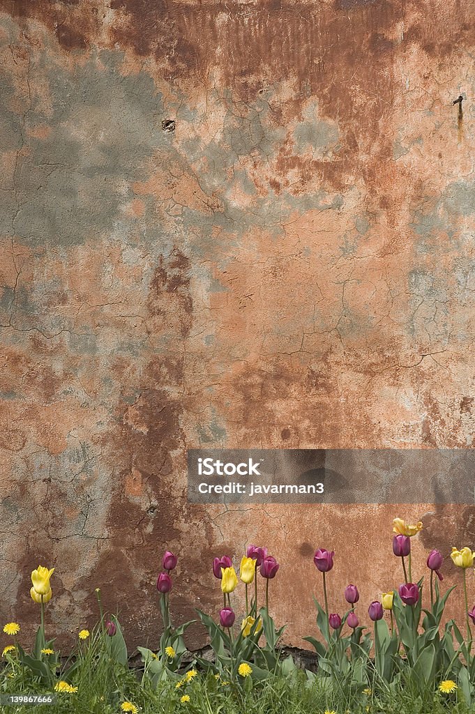 Pared grunge con tulipanes - Foto de stock de Abandonado libre de derechos