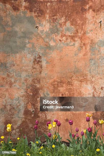 Pared Grunge Con Tulipanes Foto de stock y más banco de imágenes de Abandonado - Abandonado, Abstracto, Agrietado