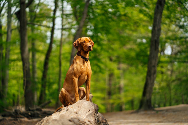 istock Majestic vizsla dog posing focused on a tree stump in the forest 1398678119