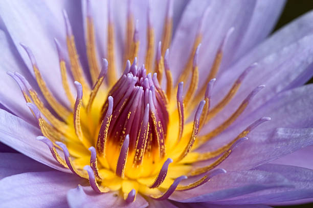 istock close -up of a stunning water lily 139867812
