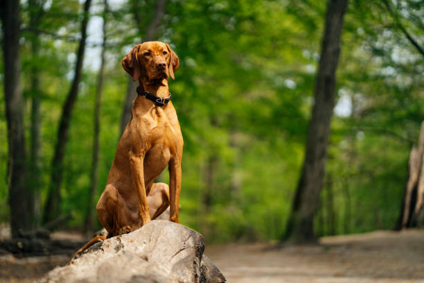 majestätischer vizsla-hund, der auf einem baumstumpf im wald posiert - pointer hund stock-fotos und bilder