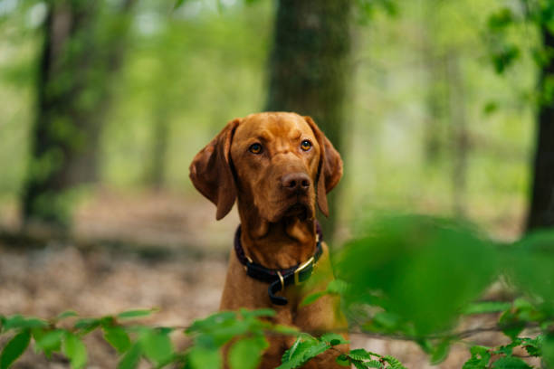 istock Dog chilling in the forest 1398678191
