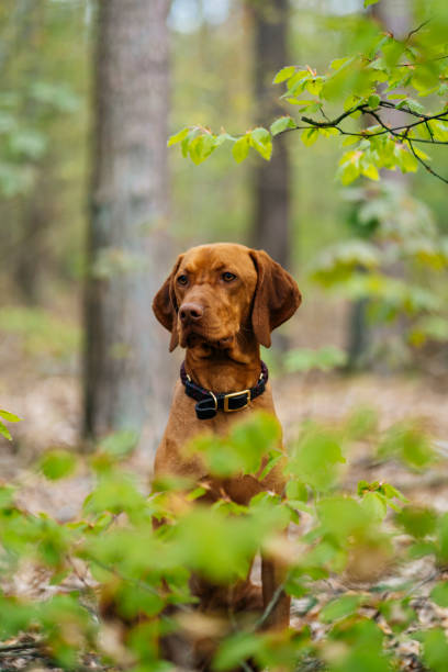 istock Vizsla dog sitting in between the trees in the forest 1398678259