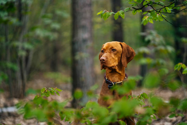 istock Cute vizsla dog enjoying spring in the Grunewald forest 1398678362