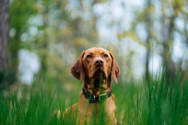 hund, der im hohen gras im wald liegt und in die kamera schaut - pointer hund stock-fotos und bilder