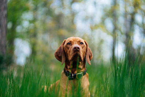 Perro acostado en la hierba alta en el bosque, mirando a la cámara photo