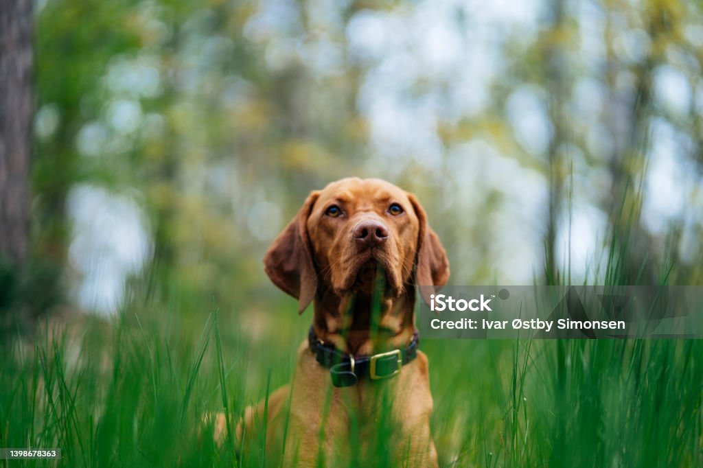 Dog laying in tall grass in the forest, looking in the camera Handsome vizsla dog enjoying spring in the forest Hunting Dog Stock Photo
