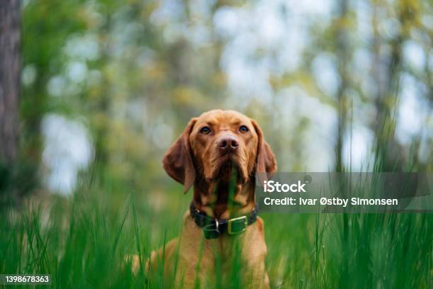 Dog Laying In Tall Grass In The Forest Looking In The Camera Stock Photo - Download Image Now