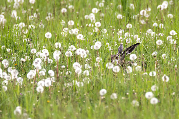 istock Field hare (Lepus europaeus) seeks cover in the dandelion field, Lower Austria, Austria 1398678403