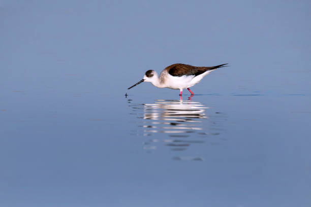 istock Stilt walker (Himantopus himantopus) drinks in stagnant waters, Lower Austria-East, Austria 1398678426