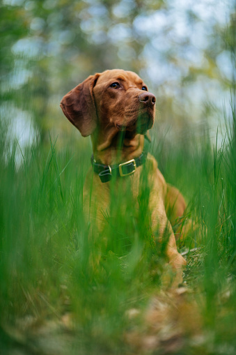 Dog resting in tall grass in the forest