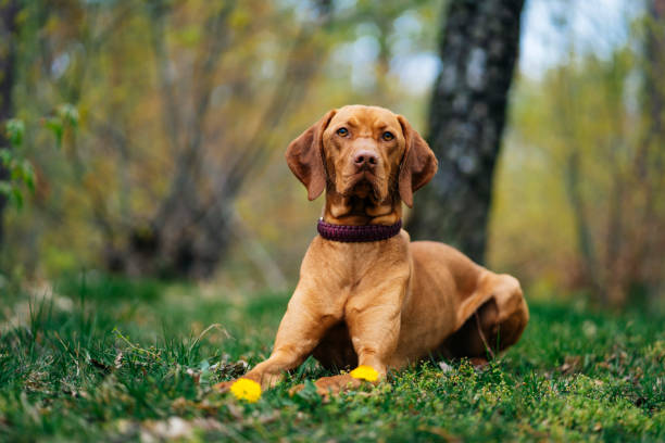 istock Vizsla dog relaxing on the forest ground 1398679045