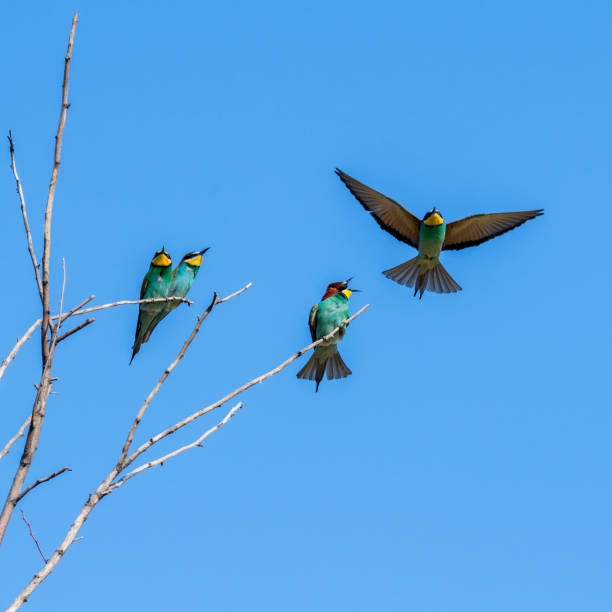 istock Bee-eater (Merops apiaster) before landing on a branch in Burgenland, Austria 1398679128