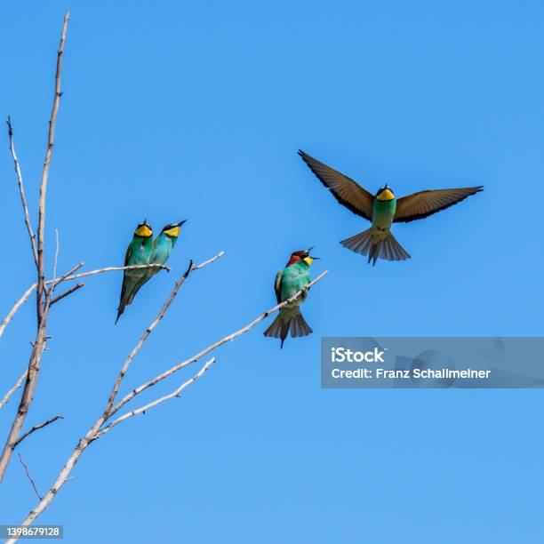 Beeeater Before Landing On A Branch In Burgenland Austria Stock Photo - Download Image Now