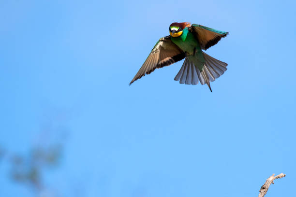 istock Bee-eater (Merops apiaster) before landing on a branch in Burgenland, Austria 1398679302