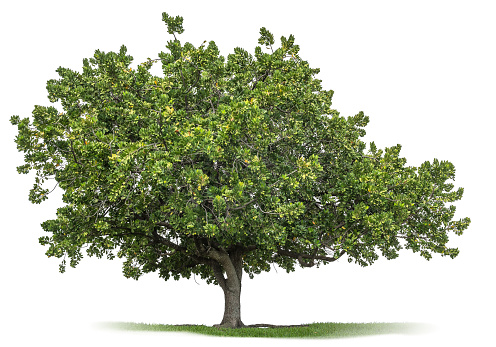 Single tree on white background with clipping path and alpha channel.