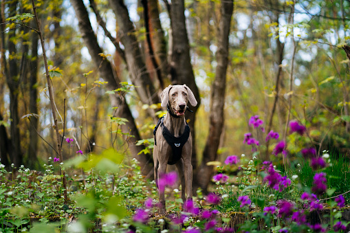 Cute Weimaraner dog enjoying spring in the woods