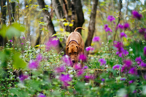 Handsome vizsla dog enjoying spring in Grunewald forest, Berlin.