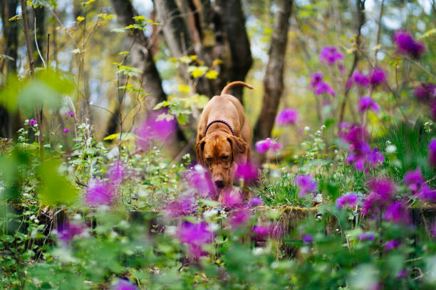 Happy vizsla dog running through violet flowers in the forest Handsome vizsla dog enjoying spring in Grunewald forest, Berlin. grunewald berlin stock pictures, royalty-free photos & images