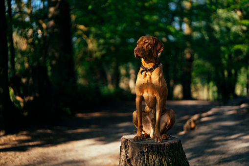 Young vizsla dog enjoying spring in the Grunewald forest