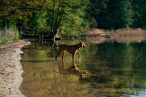Golden retriever dog wet lieing in water happy smiling
