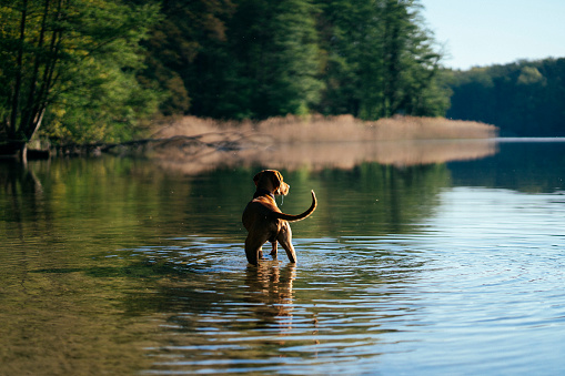 Young vizsla dog enjoying the cold water at Grunewald lake