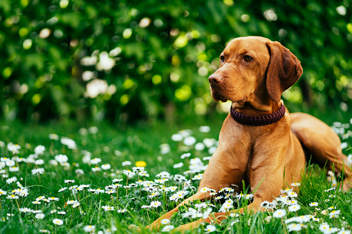 Young vizsla dog enjoying spring in the backyard