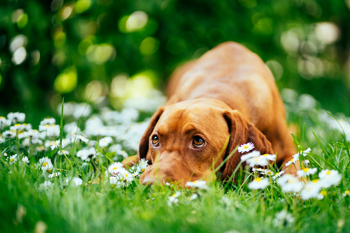 Dog resting on a bed of white flowers in the garden.